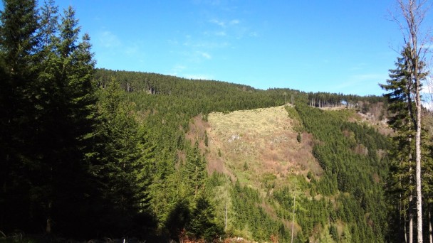 Feichteck_057 (CC)