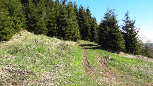 Feichteck_063 (CC)