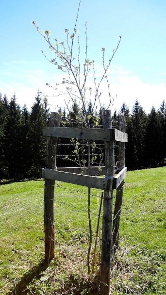 Feichteck_100 (CC)