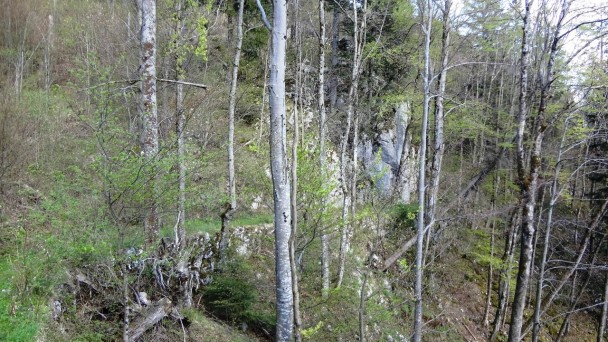 Feichteck_130 (CC)