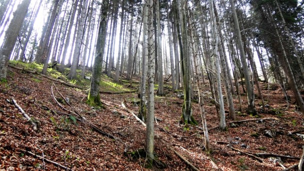 Seekopf_005 (CC)