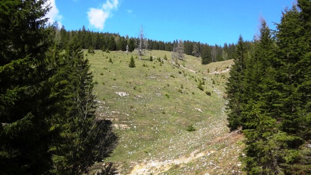 Wildalpe_091 (CC)