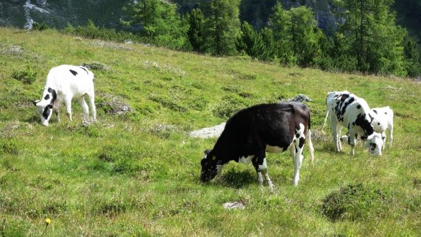 Rosennock_ 025