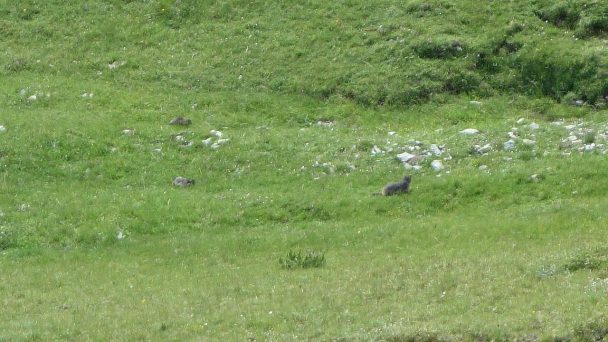 Rosennock_ 143