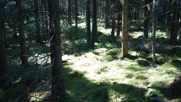 Brandstaetterkogel_ 004
